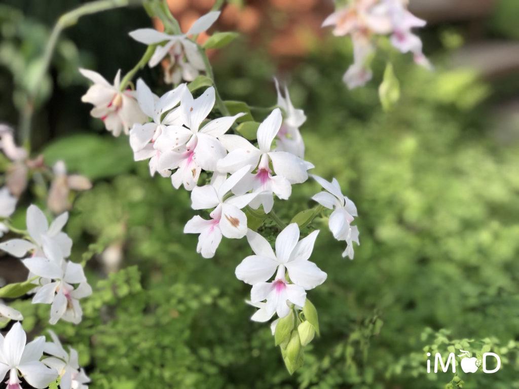 ตัวอย่างภาพถ่ายดอกไม้จาก iPhone 8 Plus