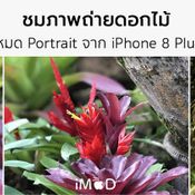 ตัวอย่างภาพถ่ายดอกไม้จาก iPhone 8 Plus