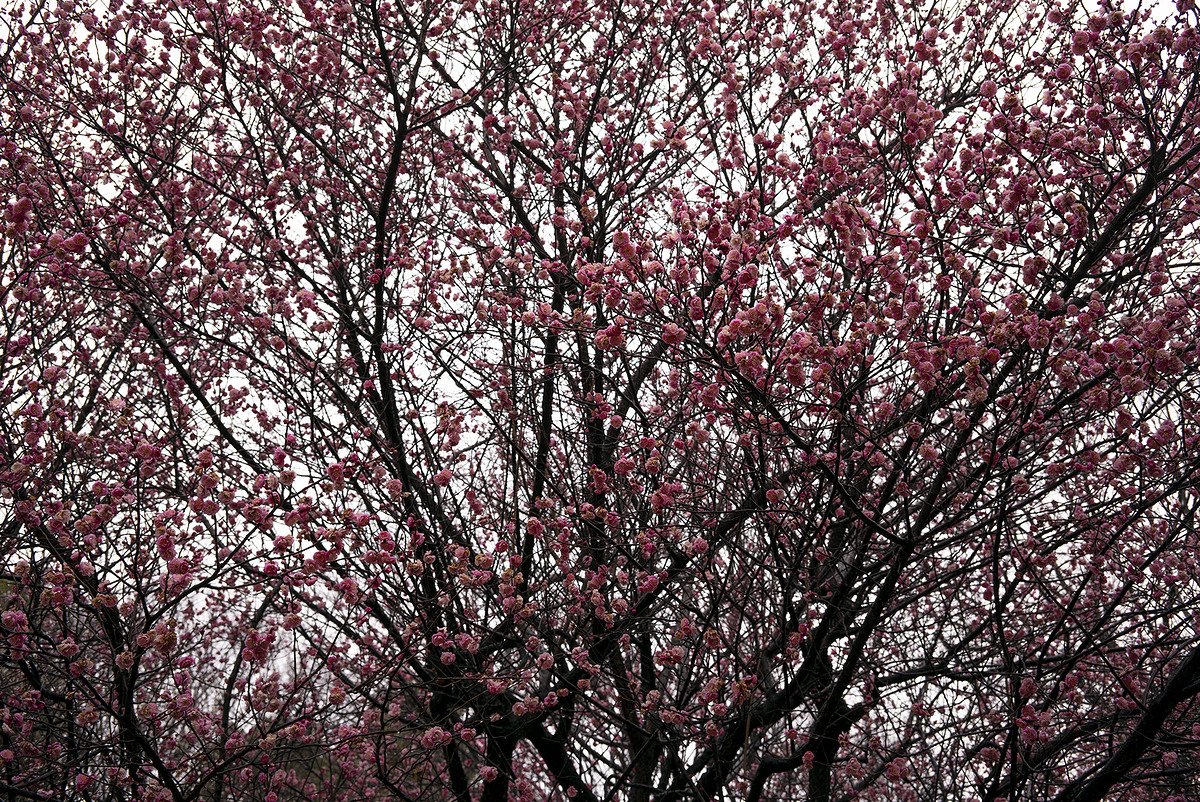 เปิดตัว Voigtlander 40mm F28 Aspherical สำหรับกล้องเมาท์ Leica VM และ L39