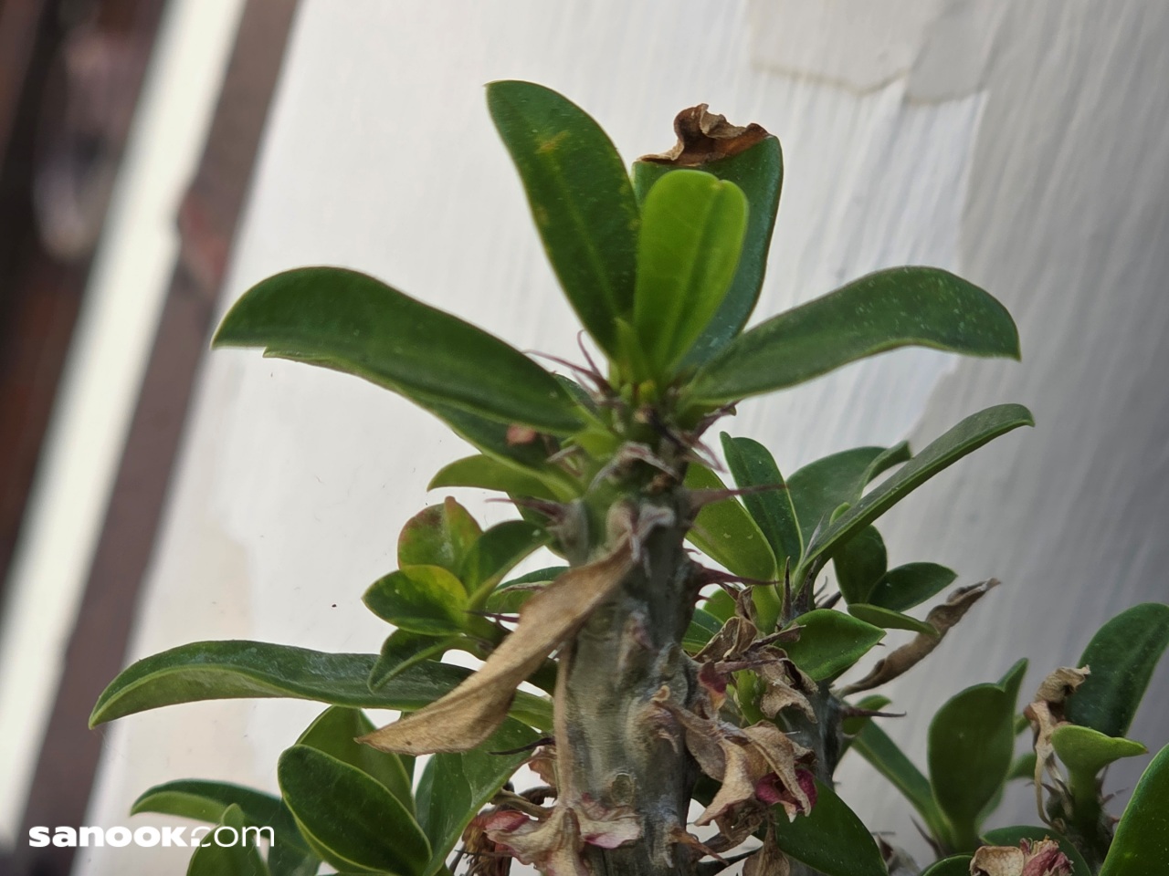 ภาพ Galaxy S25 Ultra