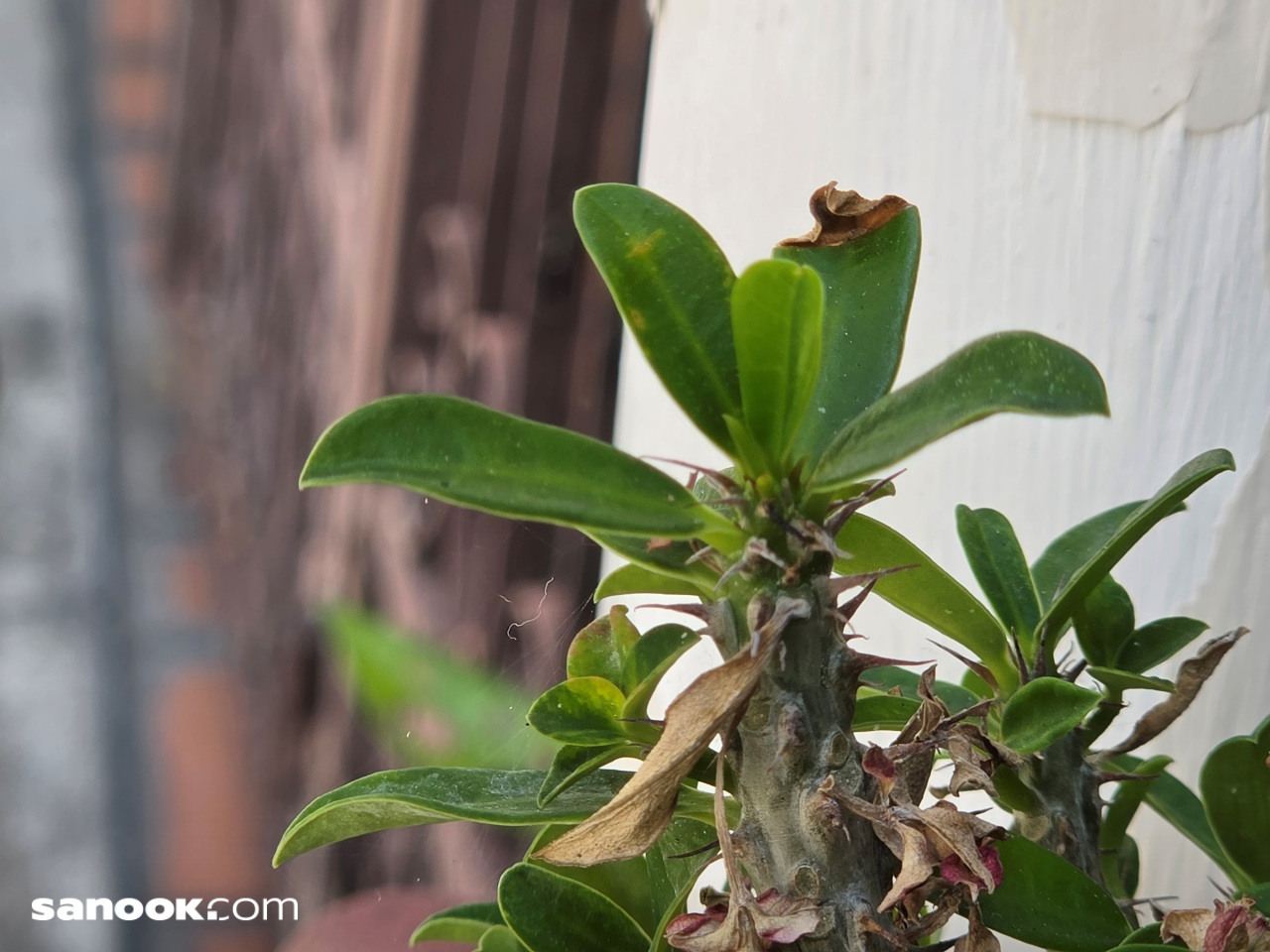 ภาพ Galaxy S26 Ultra