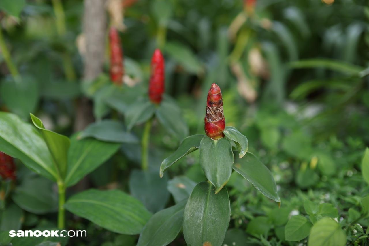 ตัวอย่างภาพ Canon EOS R6 Mark III