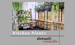 Kitchen Plants หลากไอเดียจัดสวน ผักสวนครัวของคนเมือง
