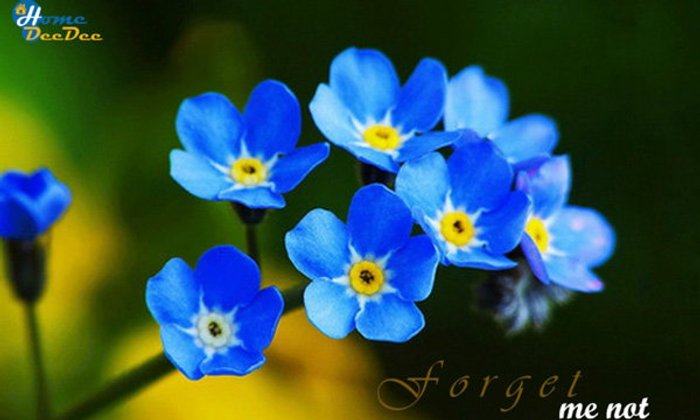 Forget Me Not ดอกไม้สัญลักษณ์แห่งความรัก
