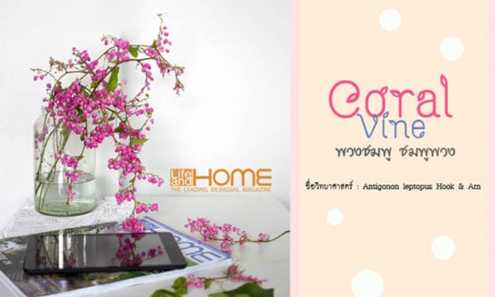 Coral Vine พวงชมพู ชมพูพวง