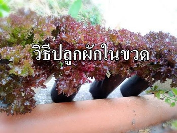 วิธีปลูกผักในขวดง่ายๆ ด้วยตัวเอง ไม่ต้องกลัว บ้าน ระเบียงแคบแค่ไหน ทำได้