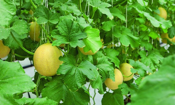 Melon vs Cantaloupe เมลอน vs แคนตาลูป