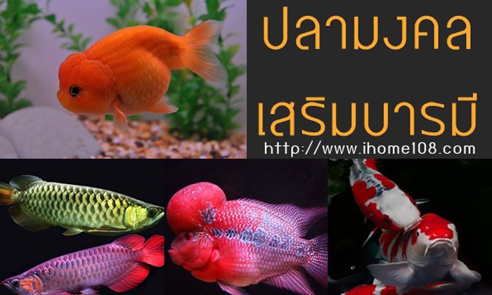 เลี้ยงปลามงคลเสริมบารมี ชนิดไหนดี ถูกหลักฮวงจุ้ยเสริมความร่ำรวย ?