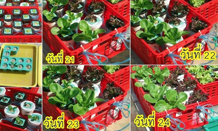 รีวิว การปลูกผักไฮโดรโปนิกส์แบบประหยัด ด้วยแก้วกาแฟเย็น