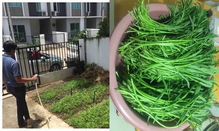 ปลูกผักบุ้งไว้ทานเอง ที่พื้นที่สวนหน้าบ้าน “เหตุเกิดจากผัดผักบุ้ง”
