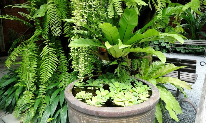 Tropical Garden จัดสวนรอบบ้านให้เหมาะกับภูมิอากาศร้อนชื้น
