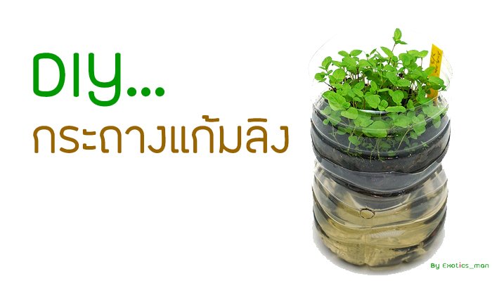 ไอเดียการ DIY กระถางแก้มลิงจากขวดน้ำ 1.5 ลิตร
