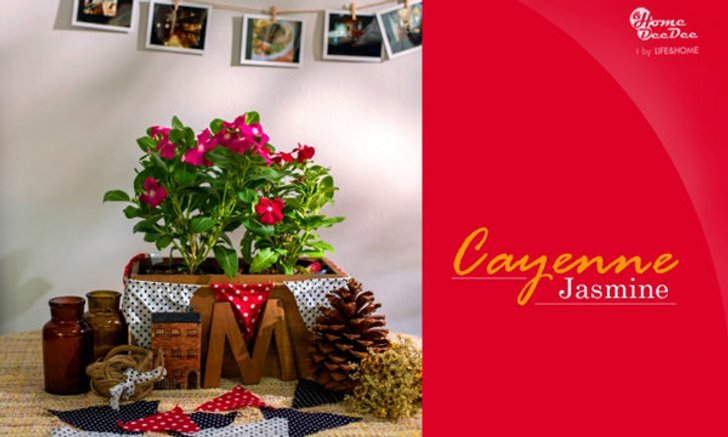 แต่งสวนให้สวยด้วยแพงพวย Cayenne jasmine