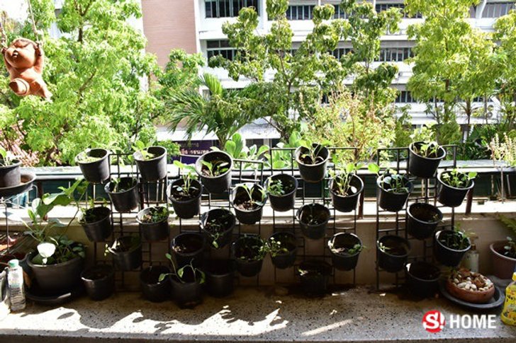 เริ่มต้นทำ “สวนครัว” อย่างไร ? เมื่อไม่มีสตางค์