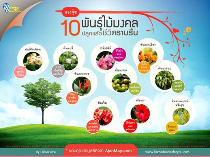 ฮวงจุ้ย 10 พันธุ์ไม้มงคล ปลูกแล้วชีวิตราบรื่น