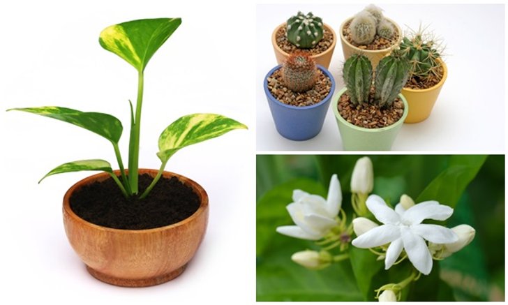 10 พันธุ์ไม้แนะนำ ที่ช่วยทำให้มีความสุข