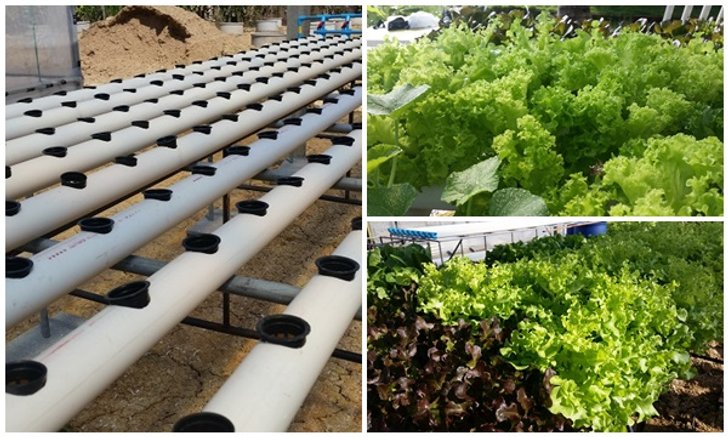 ขั้นตอนทำชุดปลูก Hydroponic + วิธีการปลูกอย่างละเอียด