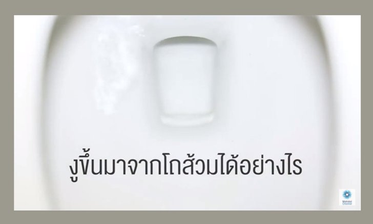 หมดสงสัย ! งูขึ้นมาจากโถส้วมได้อย่างไร (มีคลิป)