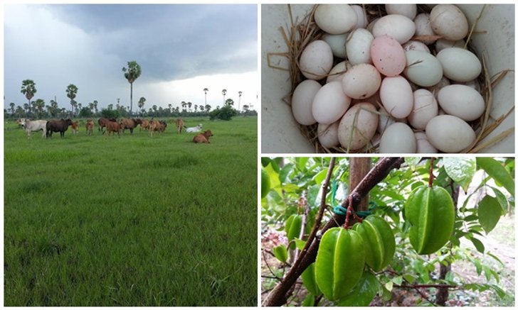 เปลี่ยนที่ดินว่างเปล่า 2 ไร่ เป็นสวนผสมมีผัก ผลไม้ ไข่กินทุกวัน