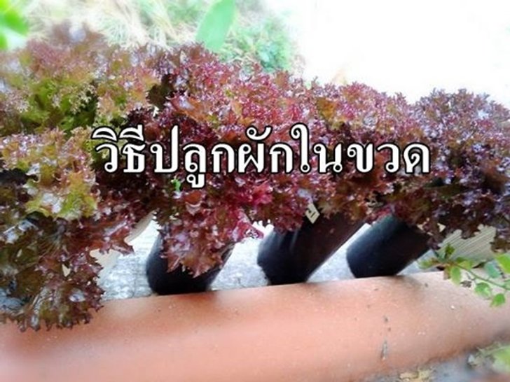 วิธีปลูกผักในขวดง่ายๆ ด้วยตัวเอง ไม่ต้องกลัว บ้าน ระเบียงแคบแค่ไหน ทำได้