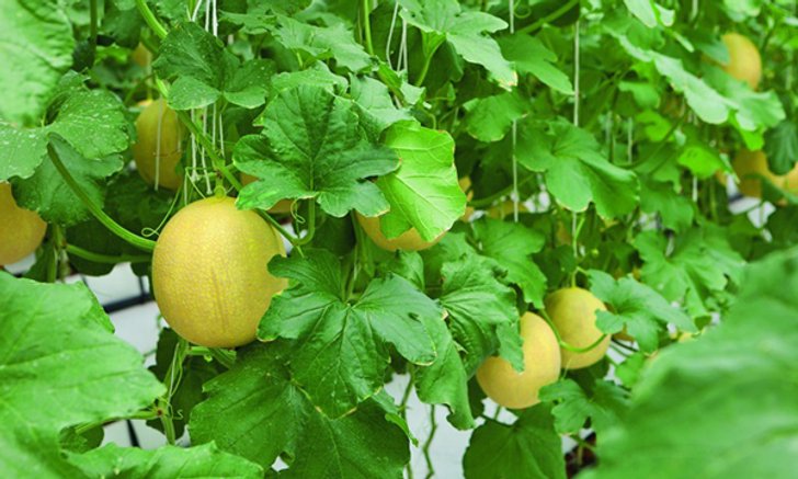 Melon vs Cantaloupe เมลอน vs แคนตาลูป