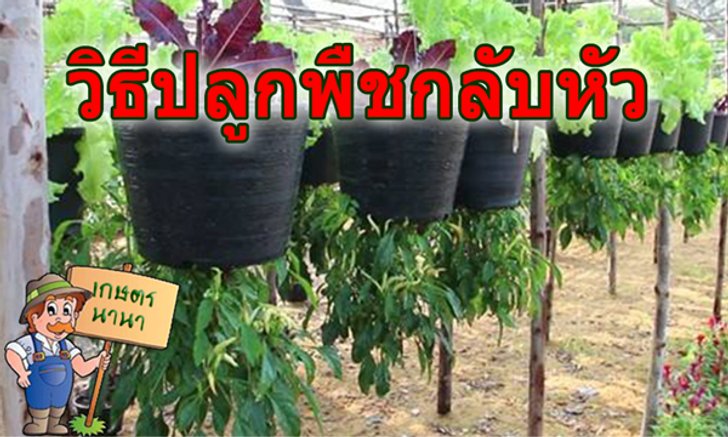 วิธีปลูกพืชกลับหัว