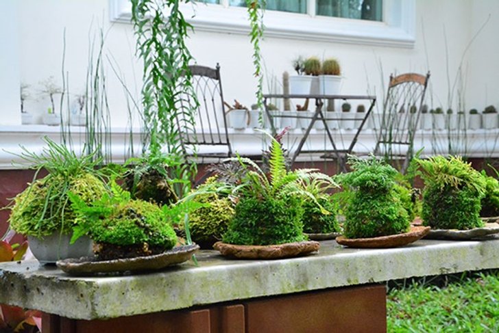 รู้จัก Kokedama สวนสไตล์ญี่ปุ่น เหมาะมากสำหรับคนบ้านเล็กจิ๋ว