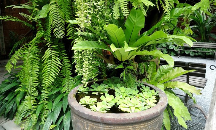 Tropical Garden จัดสวนรอบบ้านให้เหมาะกับภูมิอากาศร้อนชื้น