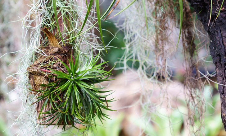 ไม้อากาศ (Air plant) จากร้าน 100 เยน Daiso กับการประดับสุดแสนสดชื่นน่ารัก