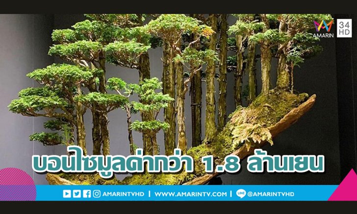 เผยโฉมบอนไซแต่งเลียนแบบป่าสนญี่ปุ่น ที่มีมูลค่าสูงถึง 1.8 ล้านเยน