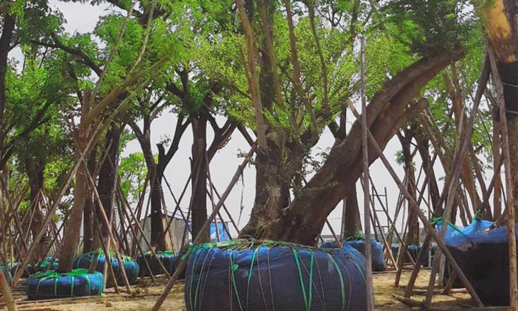 แคมเปญ “Forest Rescue” ช่วยชีวิตต้นไม้กว่า 500 ต้น สร้างกำแพงธรรมชาติดักฝุ่น PM 2.5 มากถึง 700 กิโลกรัมต่อปี