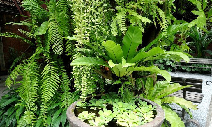 Tropical Garden จัดสวนรอบบ้านให้เหมาะกับภูมิอากาศร้อนชื้น