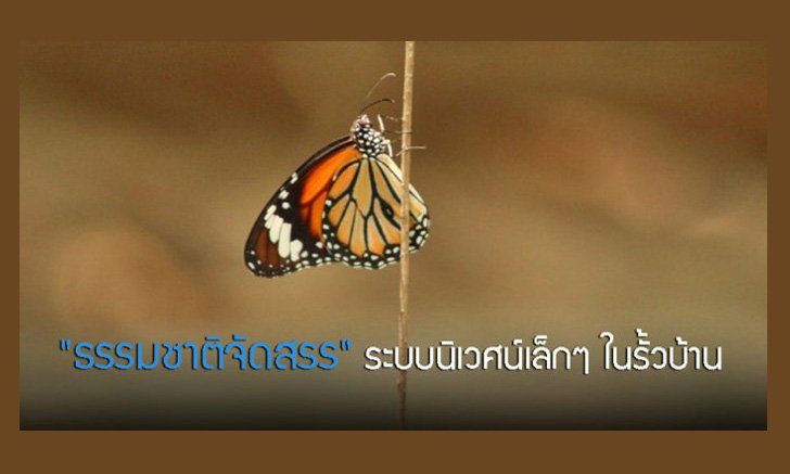 พาไปชม “ธรรมชาติจัดสรร” เมื่อหนุ่มนักท่องเที่ยวปล่อยให้สวนรก จนกลายเป็นระบบนิเวศเล็กๆ ในรั้วบ้าน