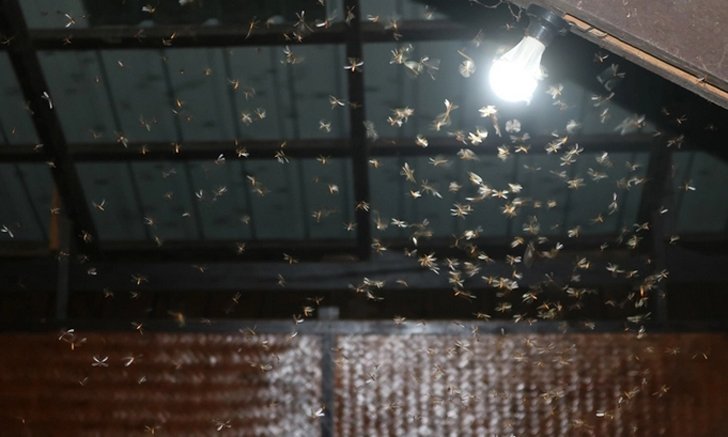 5 วิธีกำจัดแมลงเม่า ก่อนเป็นปลวกร้ายทำลายบ้าน