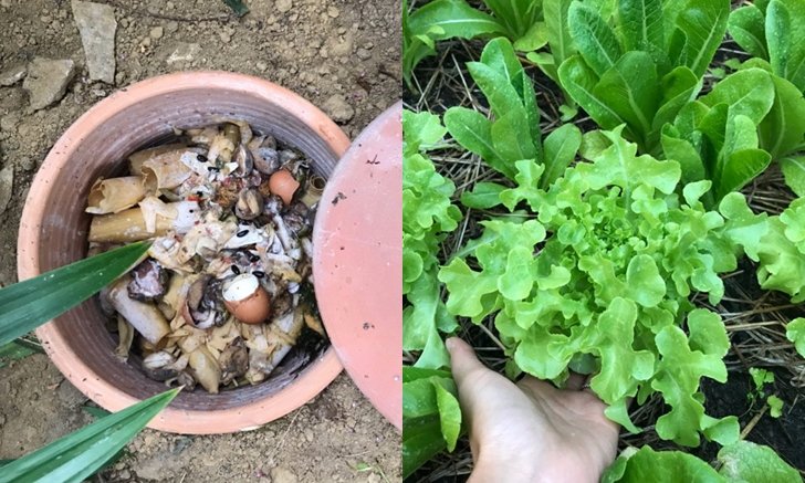 DIY ชวนทำ “ปุ๋ยหมักจากเศษอาหารในบ้าน” ด้วยขั้นตอนสุดง่าย ไม่เหม็น ไม่แฉะ