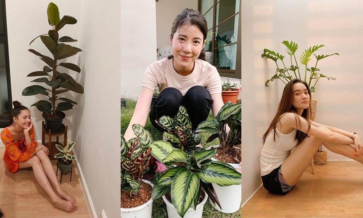 คนดังปลูกต้นอะไรกันบ้าง? เช็กลิสต์ต้นไม้พันธุ์ไหนฮิต เผื่อคิดอยากปลูกตาม