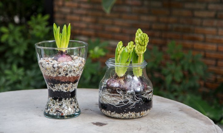 DIY กระถางดอกไม้จากโหลแก้ว เพิ่มความสดชื่นให้บ้านแสนรัก