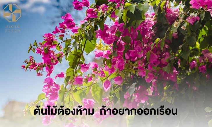 ต้นไม้ต้องห้าม ถ้าอยากออกเรือน