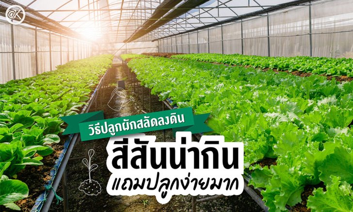 4 ขั้นตอน วิธีปลูกผักสลัดลงดิน สีสันน่ากินแถมปลูกง่ายมาก