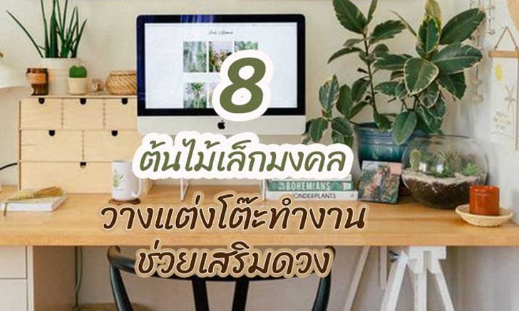 8 ต้นไม้เล็กมงคล วางแต่งโต๊ะทำงานช่วยเสริมดวง