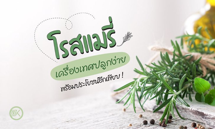 วิธีปลูกโรสแมรี่ เครื่องเทศกลิ่นหอมสดชื่น พร้อมประโยชน์ในครัวอีกเพียบ !