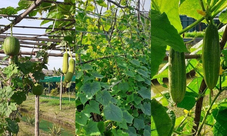 เปิดตู้เย็น (สวนผัก) "บ้านเสี่ยตา ปัญญา" กินอะไร ปลูกสิ่งนั้น