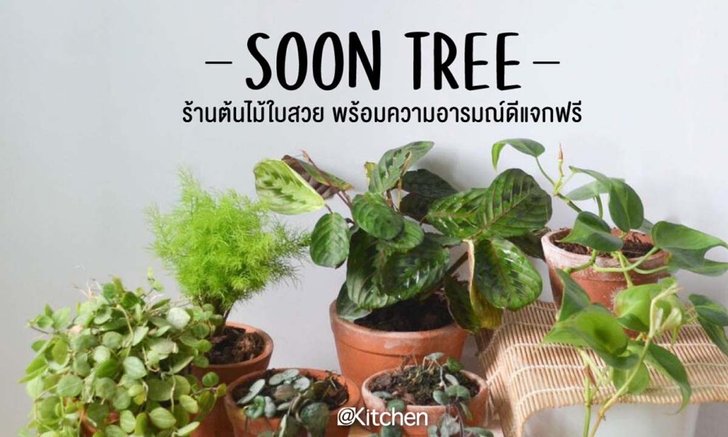 Soon Tree ร้านต้นไม้ใบสวย พร้อมแจกความขำขันชวนหัวเราะแบบฟรีๆ