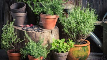 15 สุดยอด “พืชสรรพคุณเป็นยา” ปลูกไว้ใกล้บ้านรับรองประโยชน์เพียบ