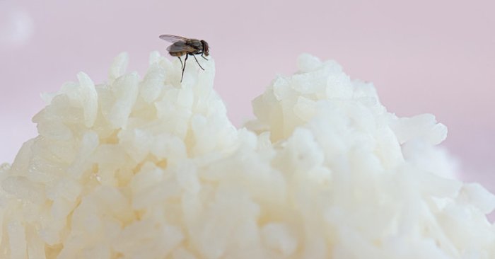 วิธีไล่แมลงวันในบ้านทำอย่างไร วิธีไหนใช้ได้ผลจริง