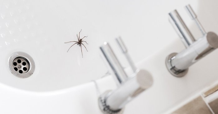 5 วิธีป้องกันไม่ให้แมงมุมเข้ามารบกวนในห้องน้ำ