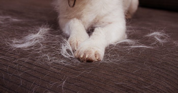 วิธีลดปัญหาขนสัตว์ในบ้าน ควบคุมอย่างไรไม่ให้เหนื่อยทำความสะอาด