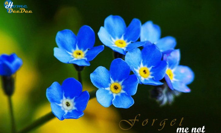 Forget Me Not ดอกไม้สัญลักษณ์แห่งความรัก