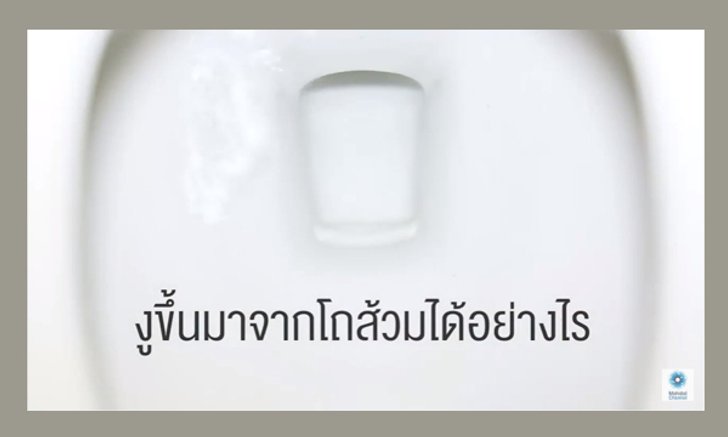 หมดสงสัย ! งูขึ้นมาจากโถส้วมได้อย่างไร (มีคลิป)
