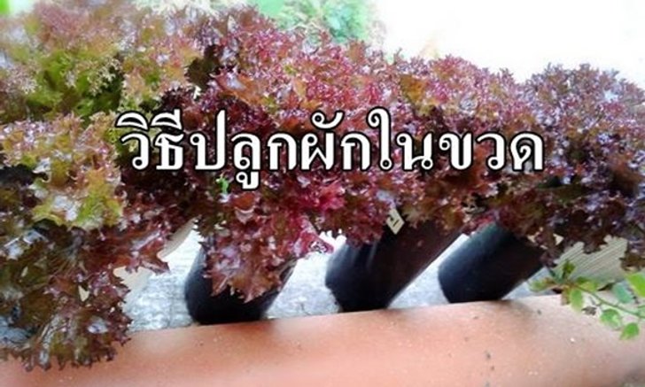 วิธีปลูกผักในขวดง่ายๆ ด้วยตัวเอง ไม่ต้องกลัว บ้าน ระเบียงแคบแค่ไหน ทำได้